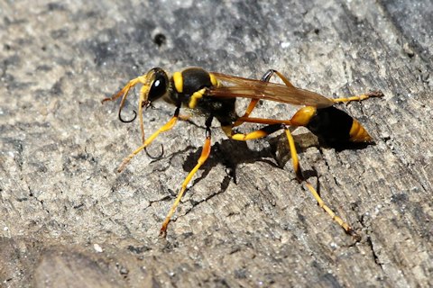 Common Mud-dauber Wasp (Sceliphron laetum)